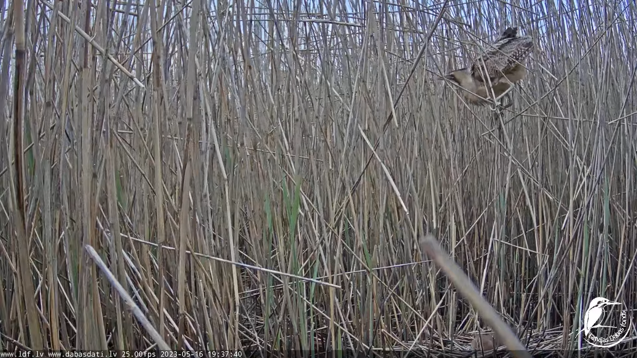 Lielais dumpis (Botaurus stellaris) Engurē - LDF tiešraide 11-27-29 screenshot