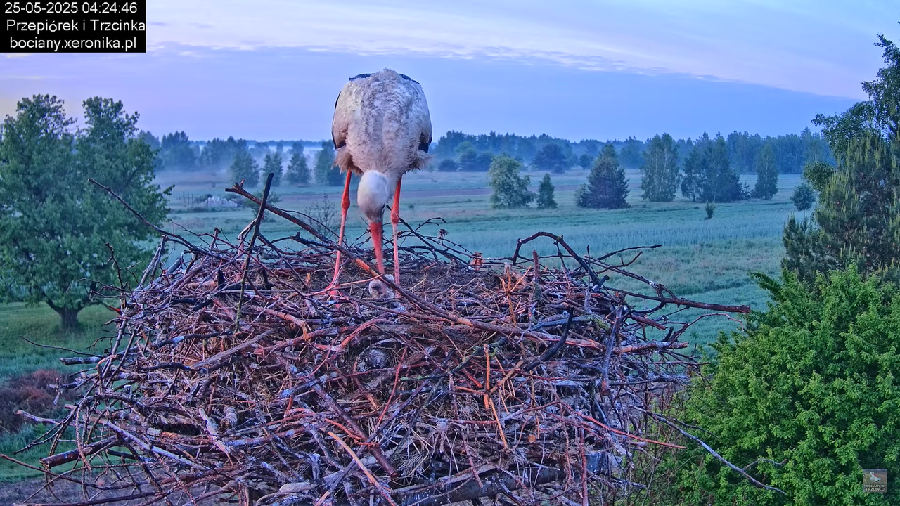 25052025bociany2