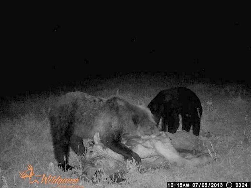 grizly bear and black bear