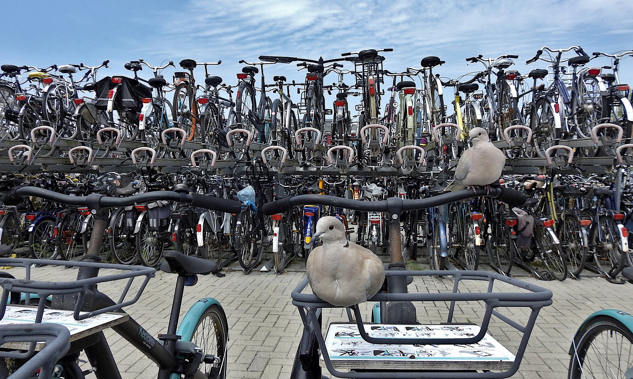 Turkse Tortels op hun gemak bij het station