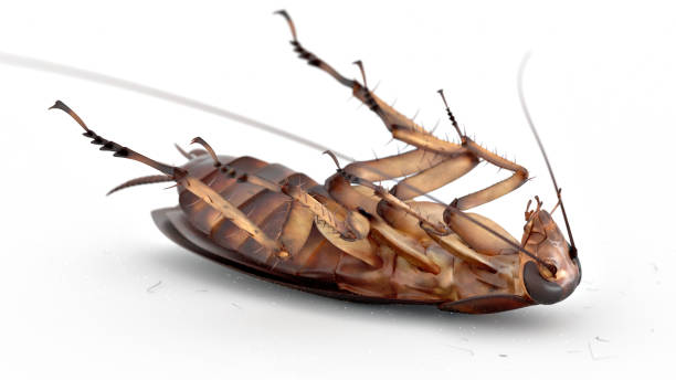 Cockroach-Control-4.jpg
