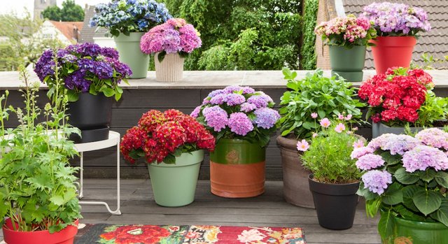 Hortensia-terras-xl.jpg