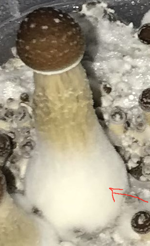 https://i.postimg.cc/7Z0Vfv8Z/1.jpg