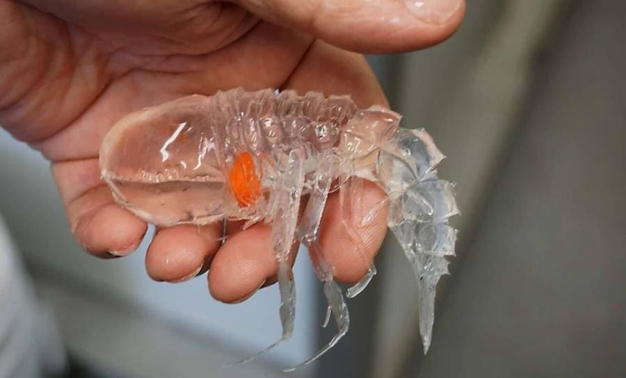 Рак Cystisoma Neptuni Рак Cystisoma Neptuni