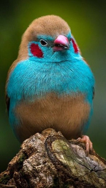turquoisebird46.jpg