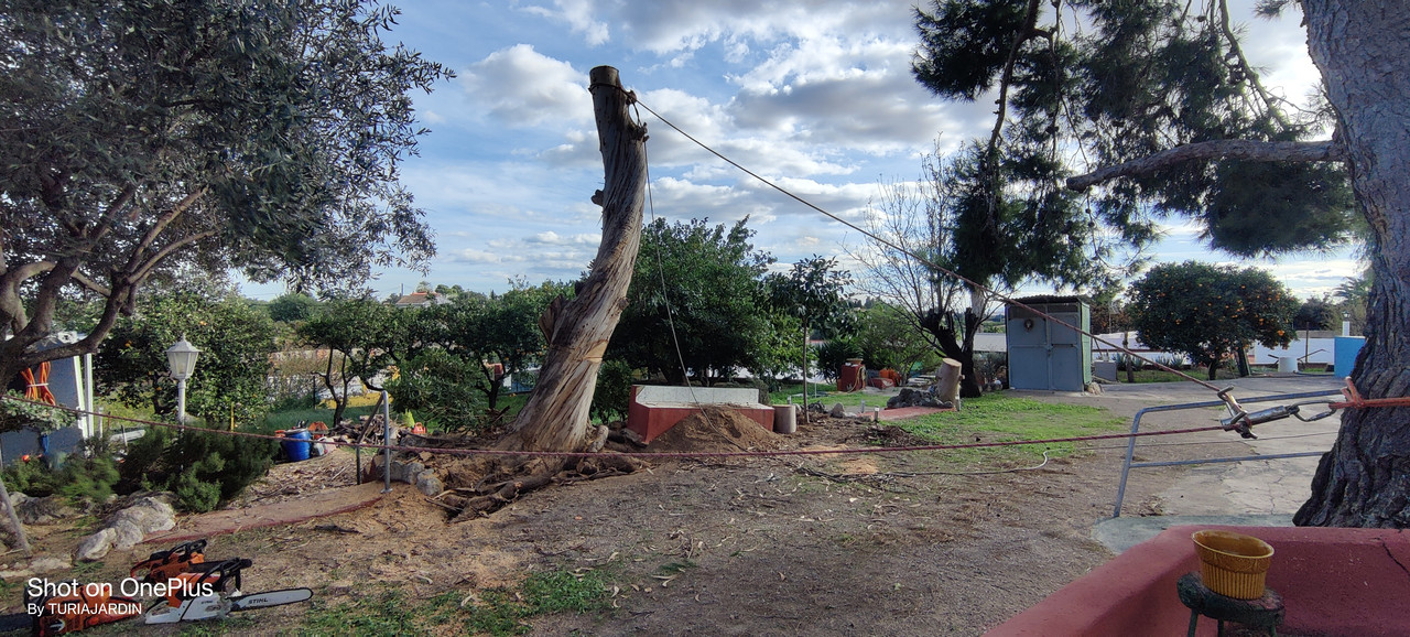 Palmera con plaga