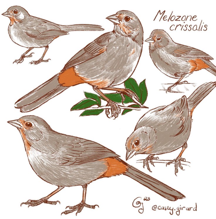 towhee.jpg