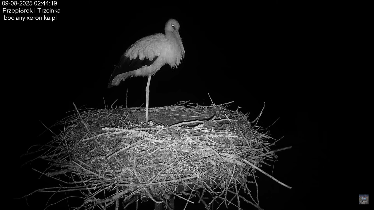 09082025bociany1