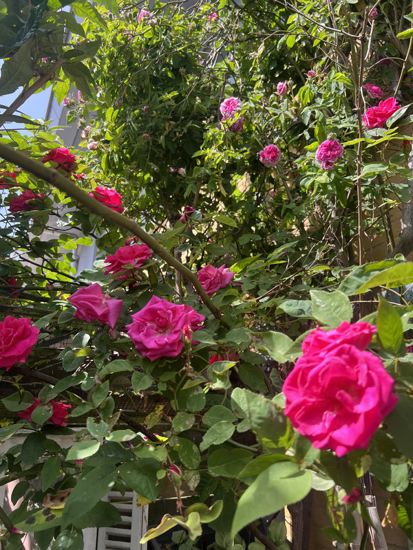IMG-8938.jpg