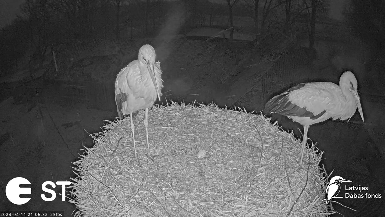 Baltie stārķi (Ciconia ciconia) Tukuma novadā - LDF tiešraide __ White storks in Tukums, Latvia 13-3