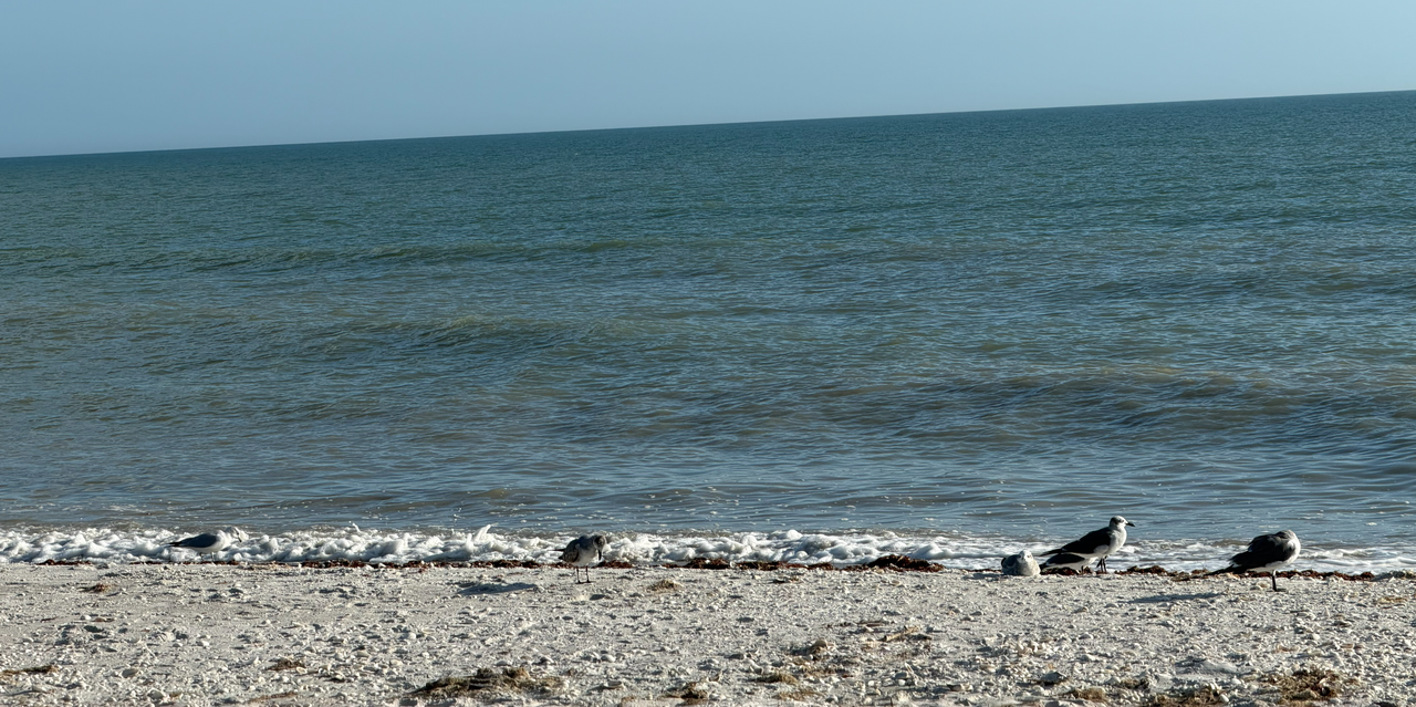 [Image: Sanibel-Island17.png]