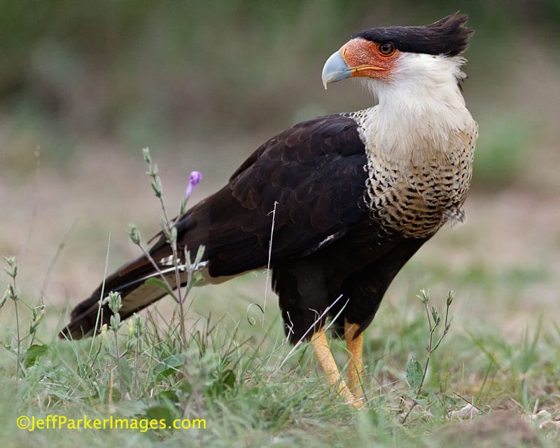 crested caracara STANDING