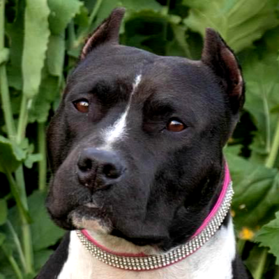 Staffie club cheap