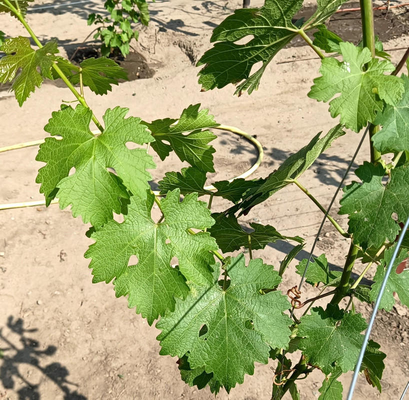 Каберне Совиньон Фанагорийский 20230814