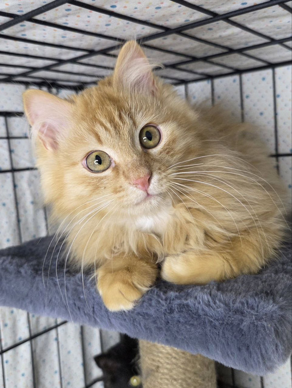 Нафаня, Шуша и Плюша