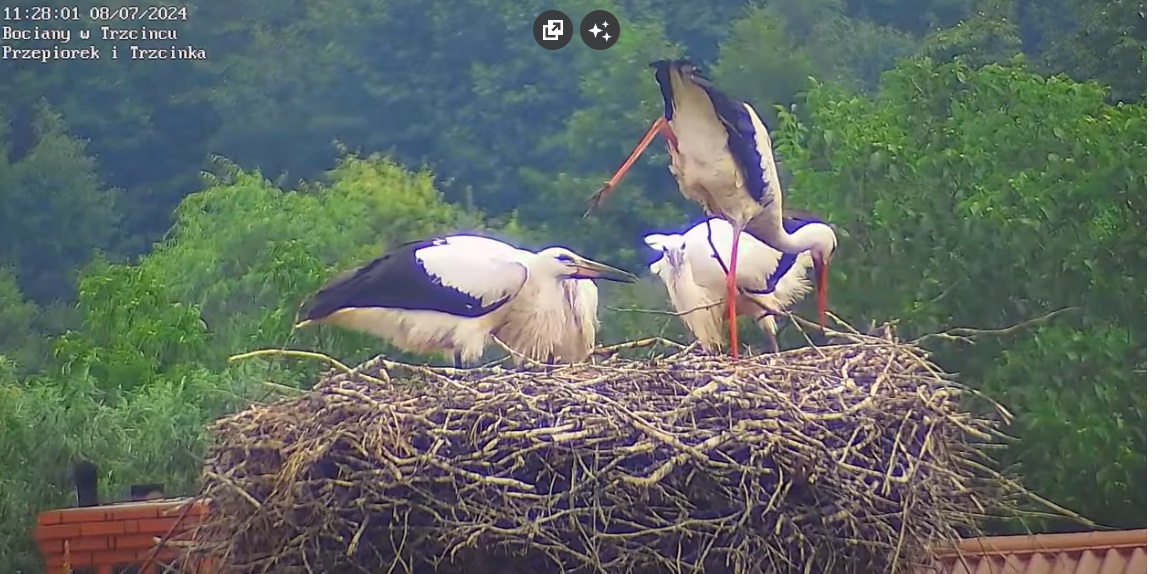 bocianianoga