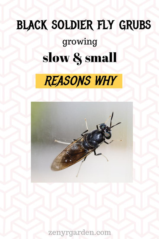 black-soldier-fly-grubs-growing-slow-small-pin.jpg