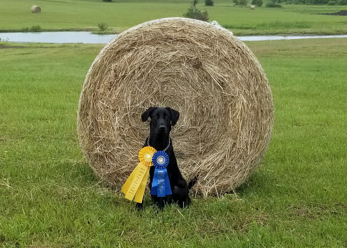 Edge 2 Derby Ribbons (4)