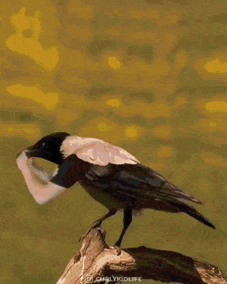 daily-gifdump-3390-18.gif