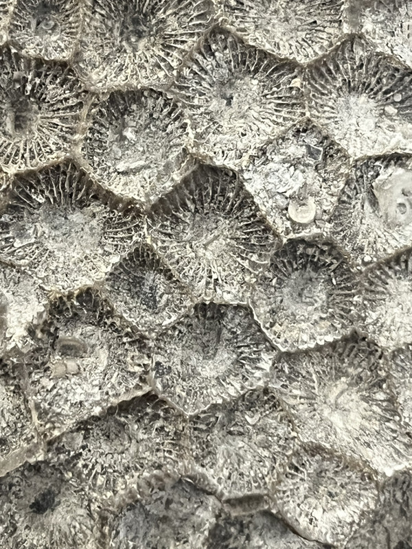 a closeup of the Hexagonaria’s corallites. most tend towards hexagonal but some have five or four sides; all have ridges extending radially from the center