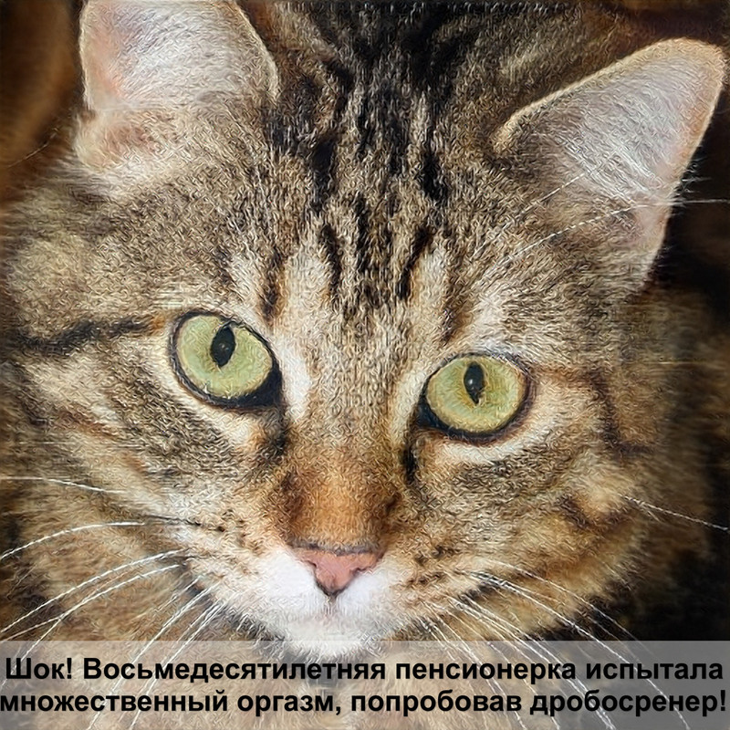 невская кошка окрасы