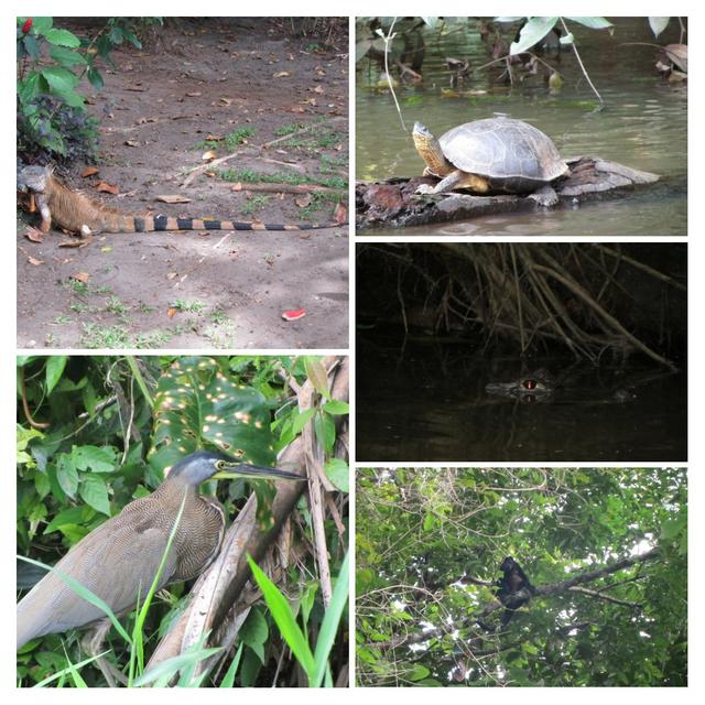 COSTA RICA 2012 (Luna de miel) - Blogs de Costa Rica - 3º DÍA:  TORTUGUERO (5)