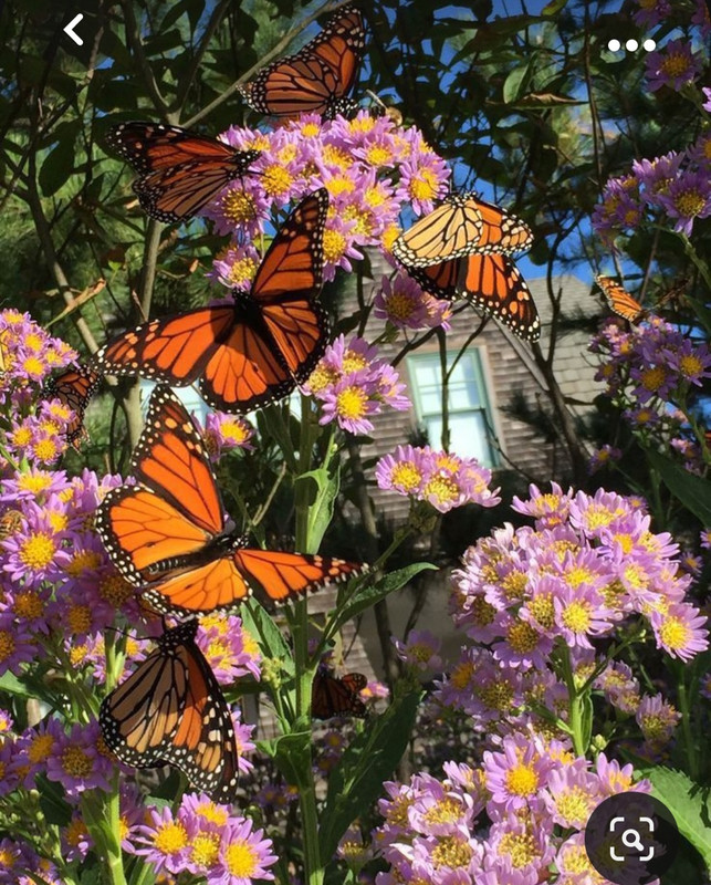 Screenshot_20231104_213500_Pinterest