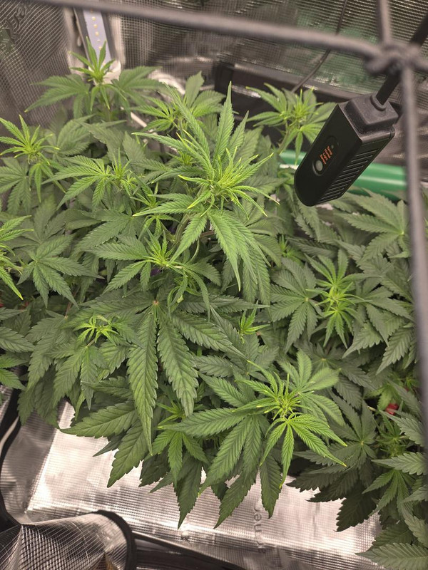 Messenger creation DF23E0EF 0D2D 42B3 B610 31BFC448B010