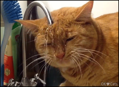 Funny-Cat-GIF-Clumsy-ginger-cat-puts-head-under-running-faucet-and-tries-to-drink-water-but-fails.gif