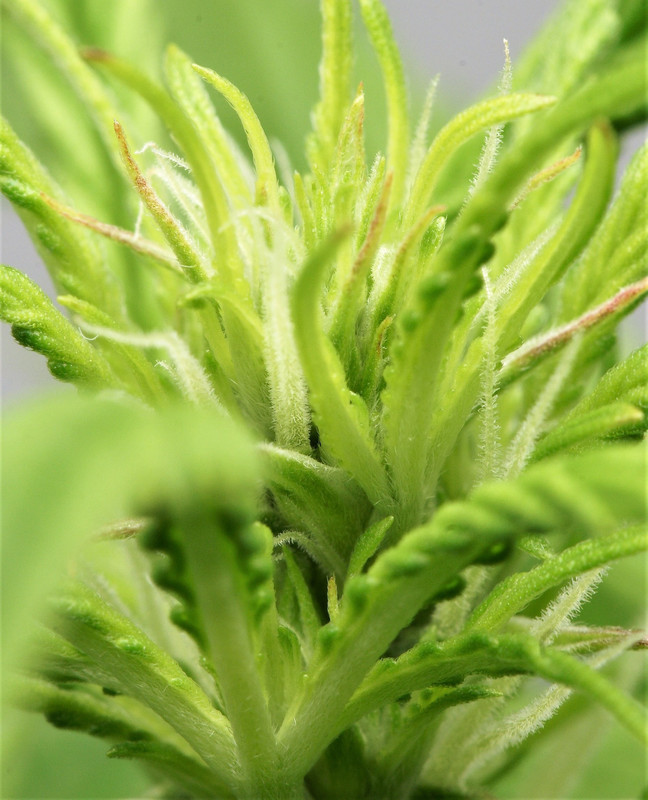 Day50-Closeup1