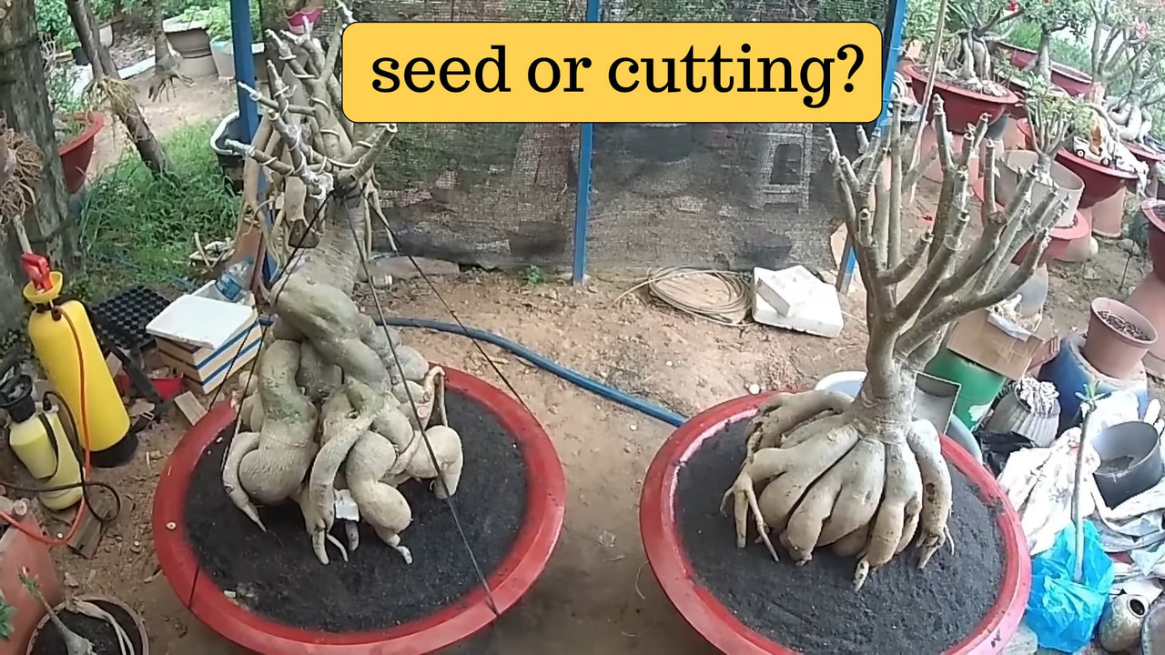 cutting-vs-seed-grown-adenium.jpg