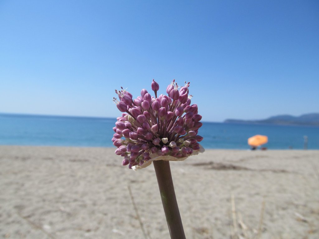 Slika