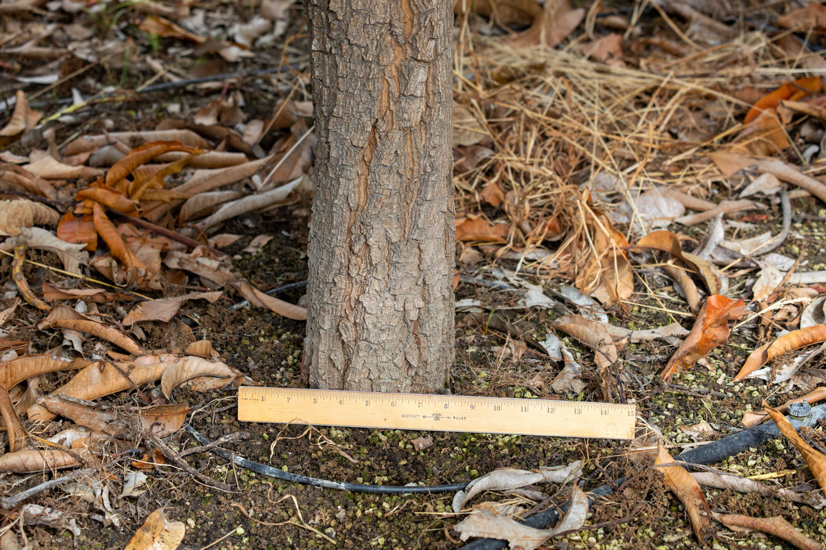 8U1A2044  Coconut Cream-Seacrest Lower Rootstock  (6-14-2024)