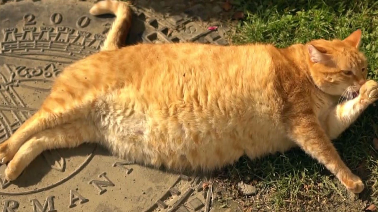 cat-fat-tabby.jpg
