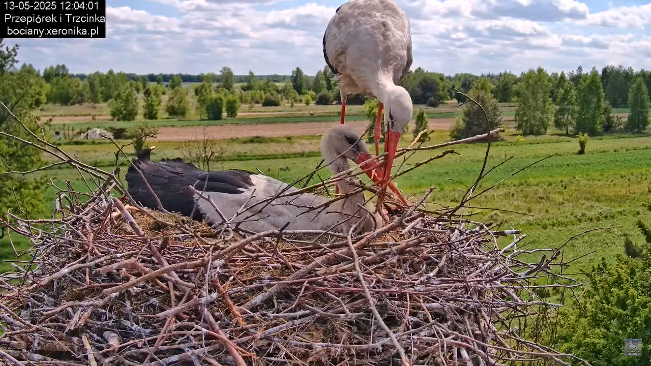 13052025bociany24