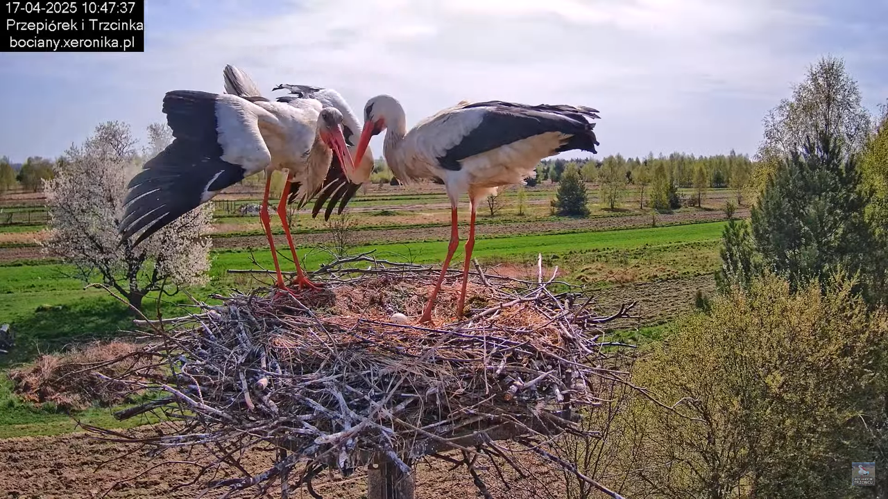 17042025bociany14