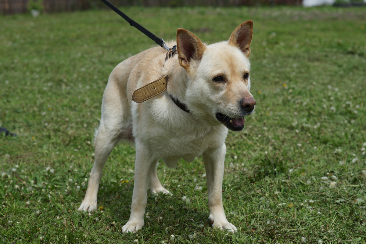 БорисовСобачка (8)