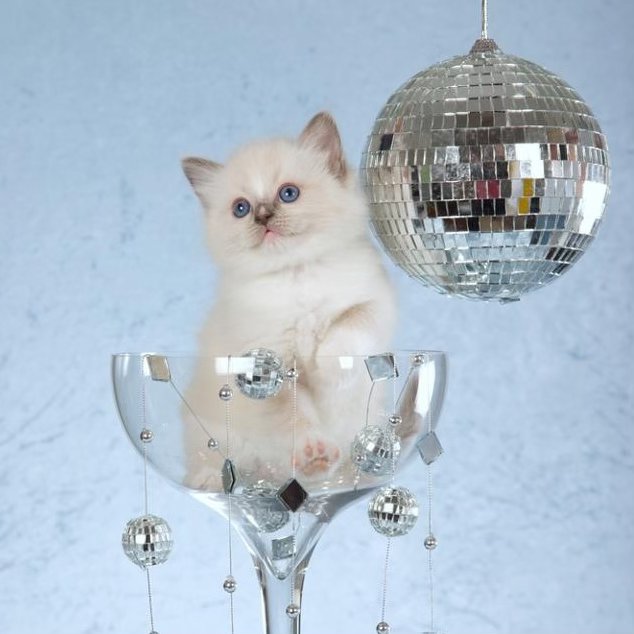 New Year's Eve kitten