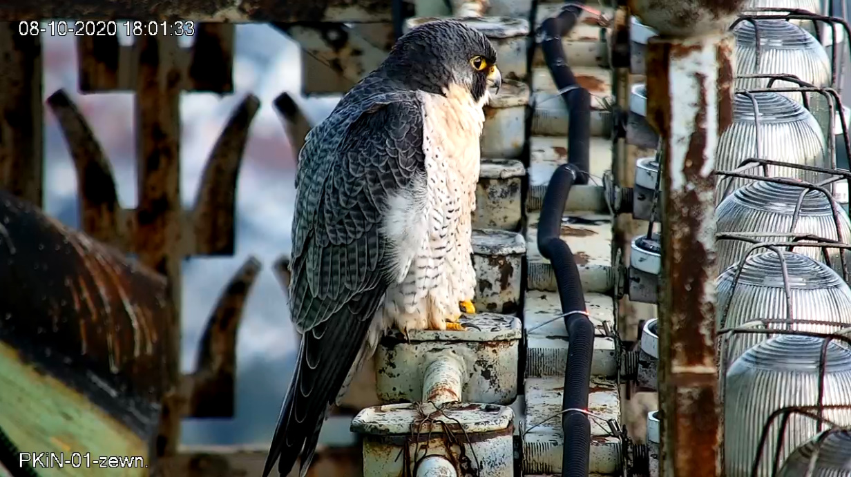 bandicam 2020-10-08 18-57-30-203