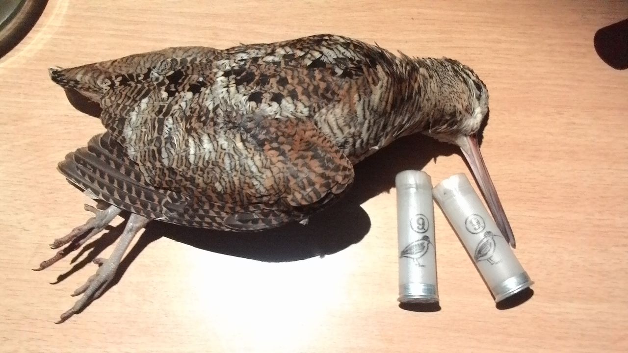 Вальдшнеп 10.05.2015