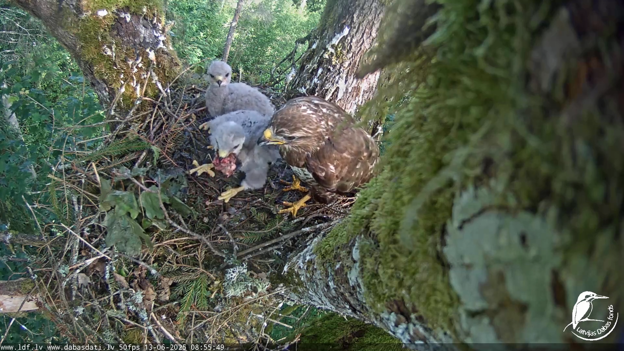 Melnās klijas (Milvus migrans) Kurzemē_ peļu klijāni (Buteo buteo) 4-48-54 screenshot