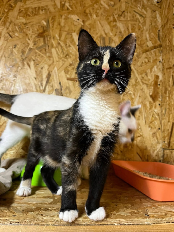 Маргаритка_2