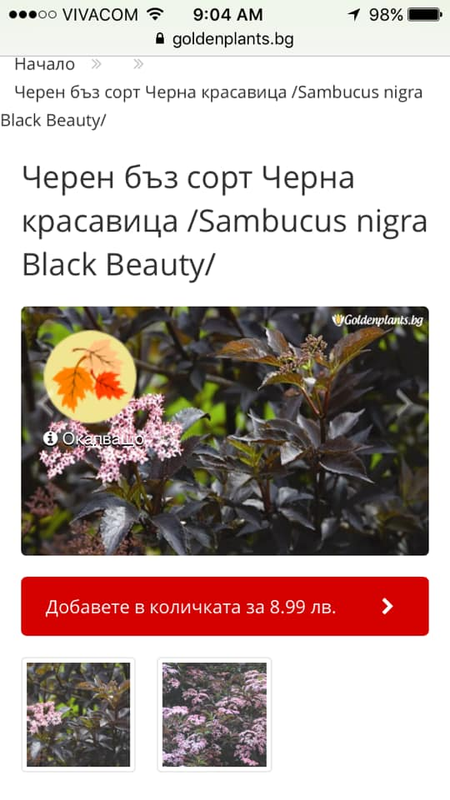 самб