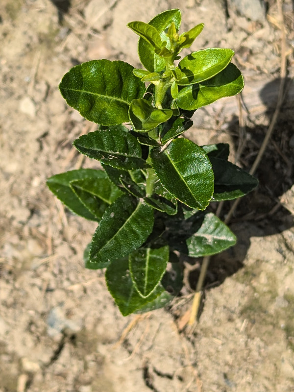 PXL_20240723_183615204