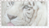 made by @transmascgarfield on tumblr