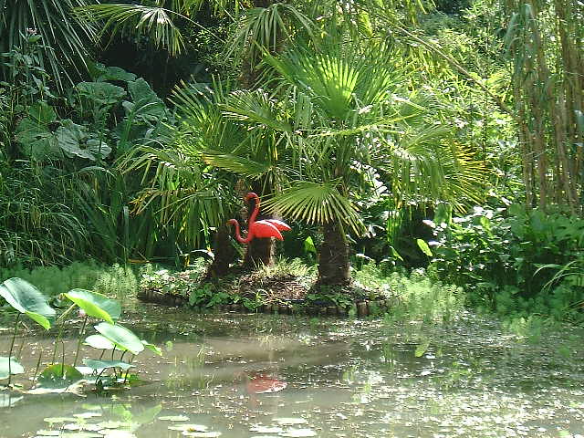 flamingos