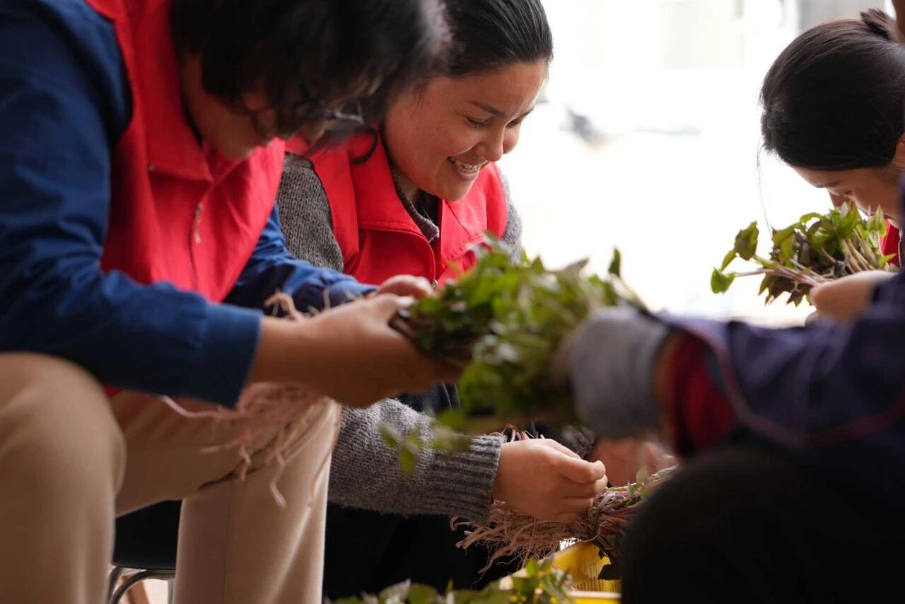 Маленькие саженцы батата взращивают «сладкую» большую индустрию.