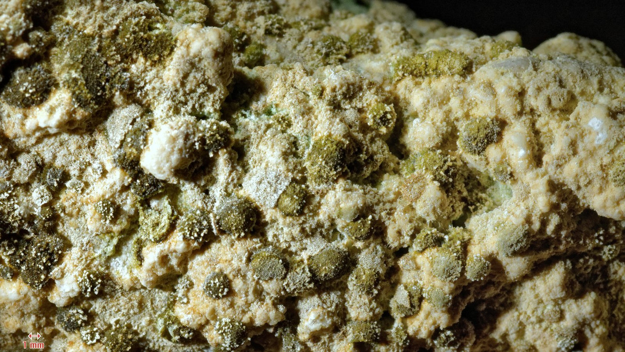 Rivularia 01 sp Kalkkrusten Blaualge Tuff bildende Quelle Untere Dickl Alm (Lanuv S 158)