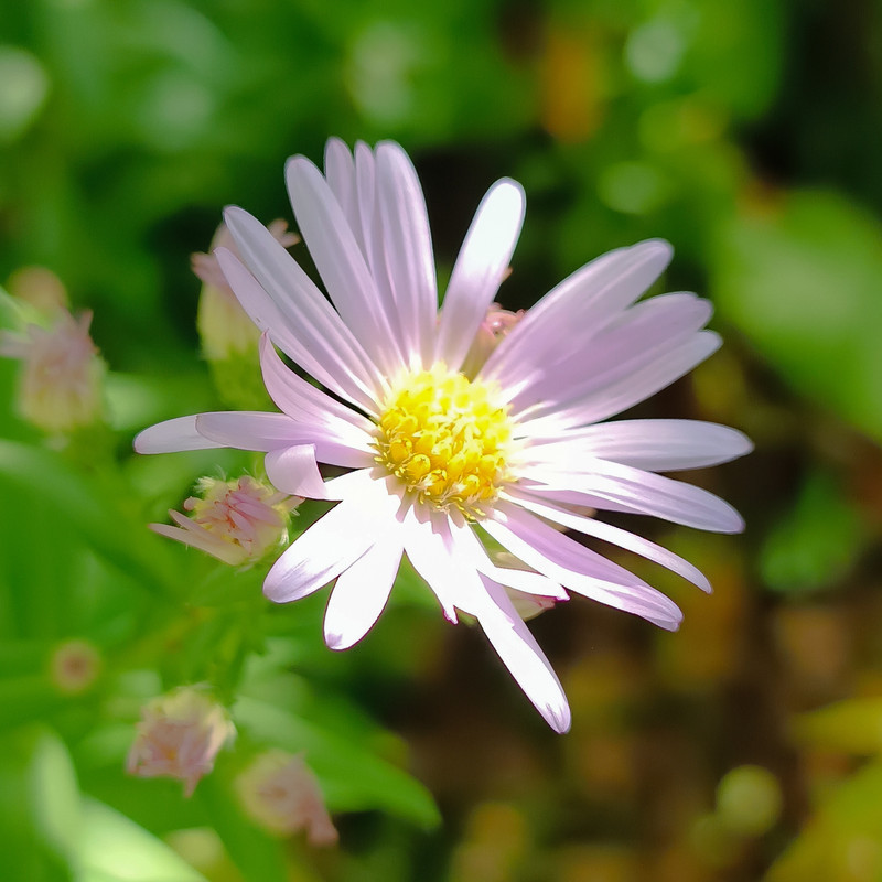 Aster blanche