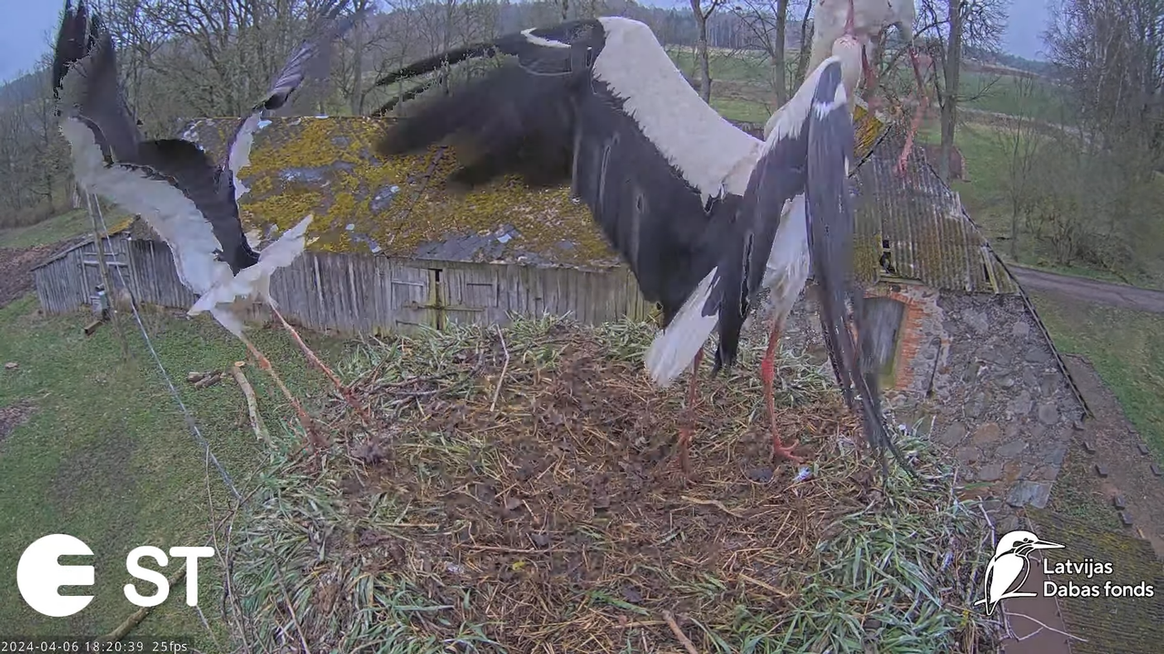 Baltie stārķi (Ciconia ciconia) Tukuma novadā - LDF tiešraide __ White storks in Tukums, Latvia 8-57